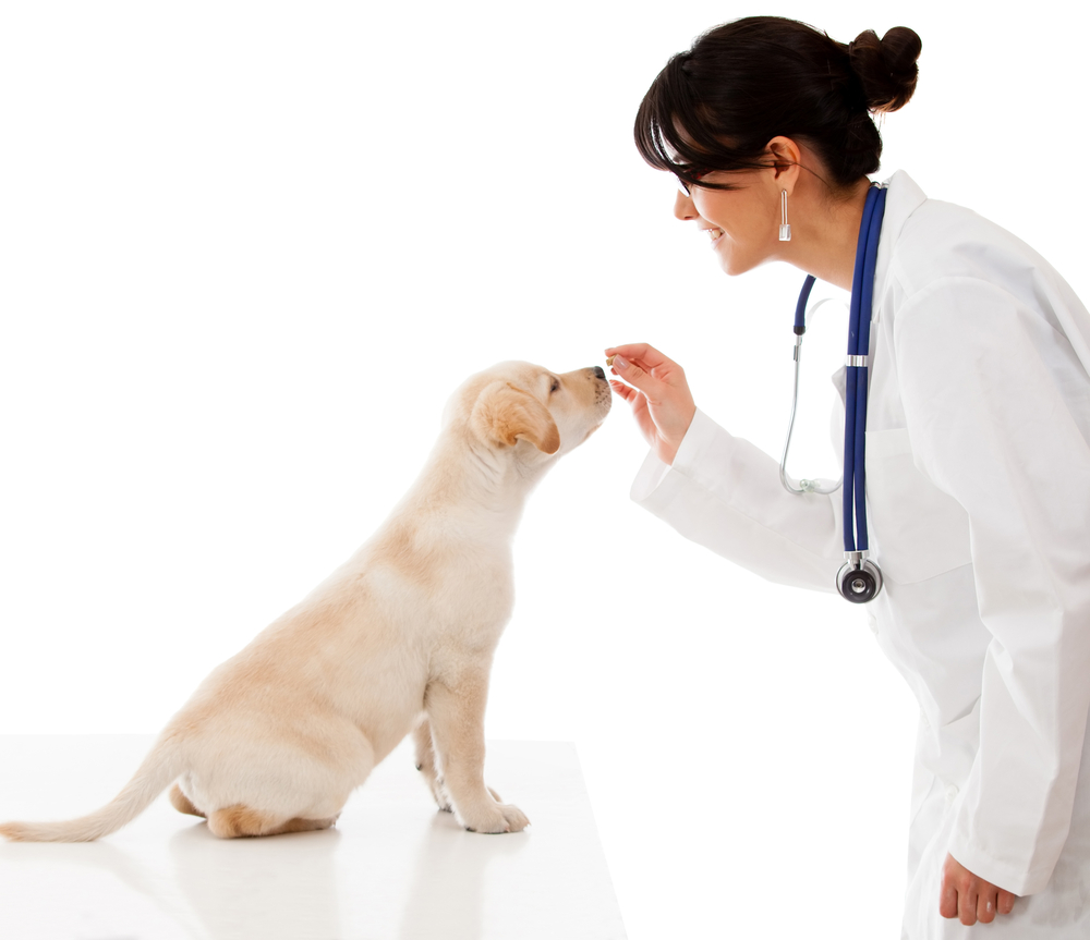 Understanding Changes in the Veterinary Practice Relationship